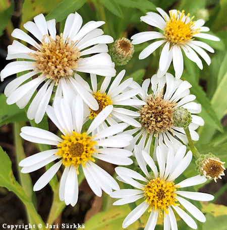 Aster sibiricus f. alba, siperianasteri